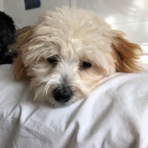 Meet your Posher, Sydney